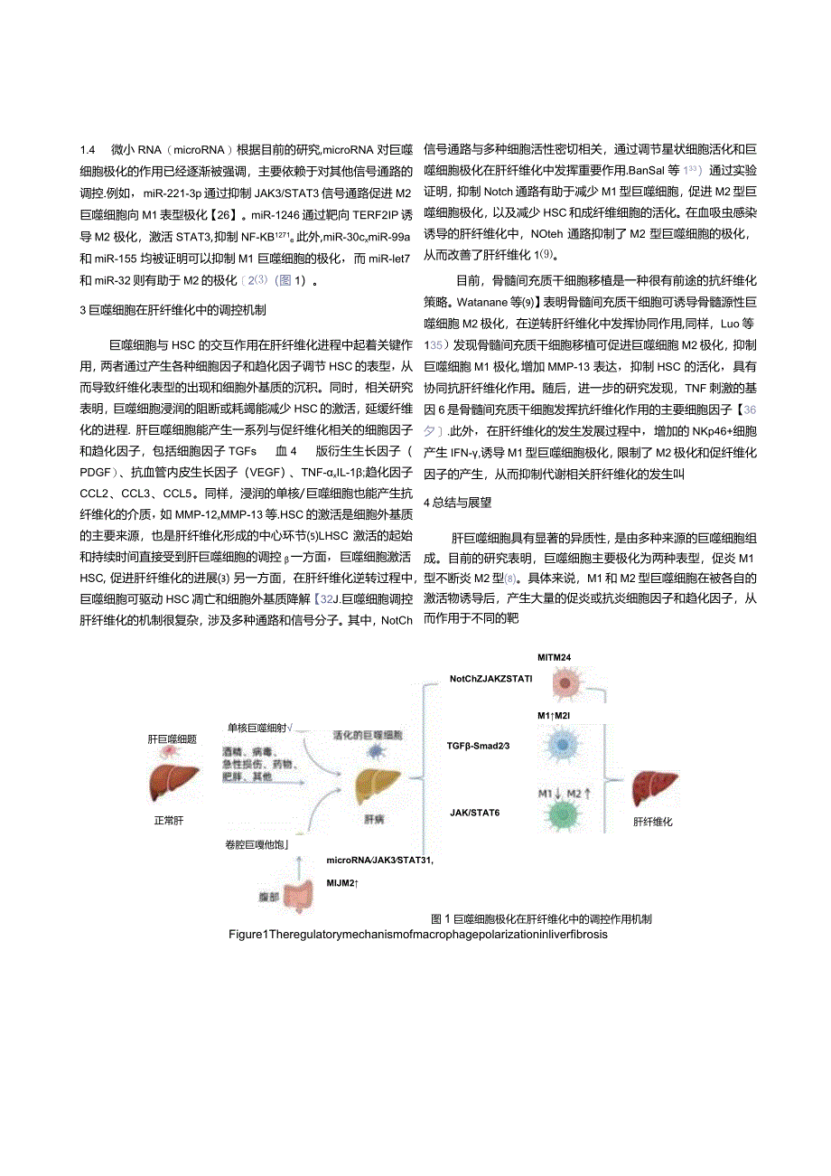 巨噬细胞极化在肝纤维化中的调控作用机制.docx_第3页