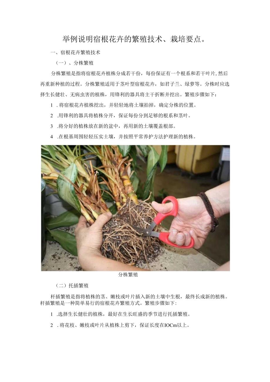 举例说明宿根花卉的繁殖技术、栽培要点.docx_第1页