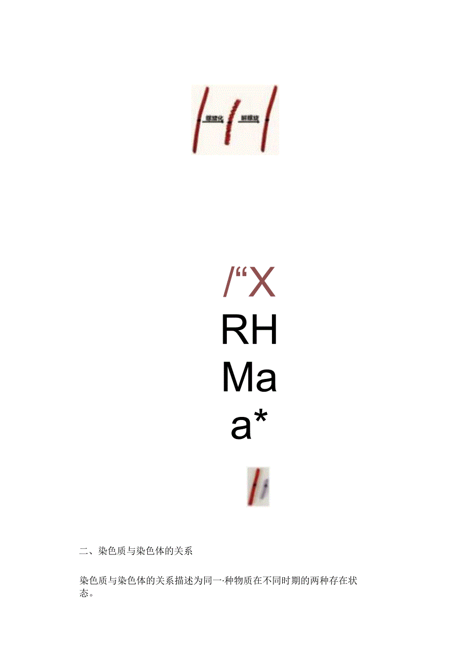 依托毛根制作的系列教具突破染色体概念教学 论文.docx_第3页