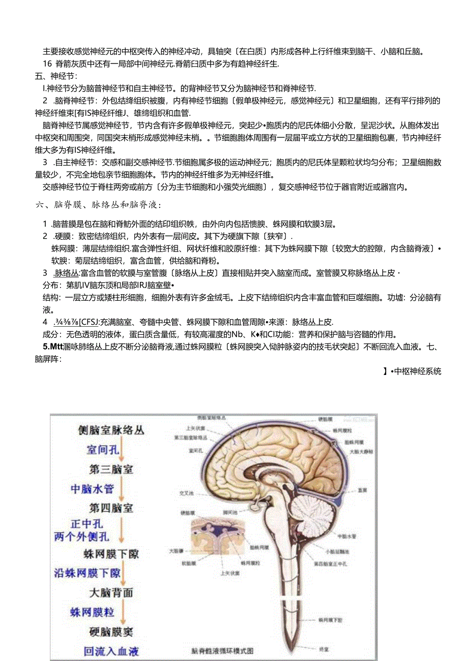 神经科学笔记.docx_第3页