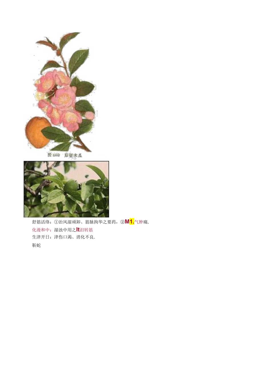 中药执业药师祛风湿药重点详解.docx_第2页