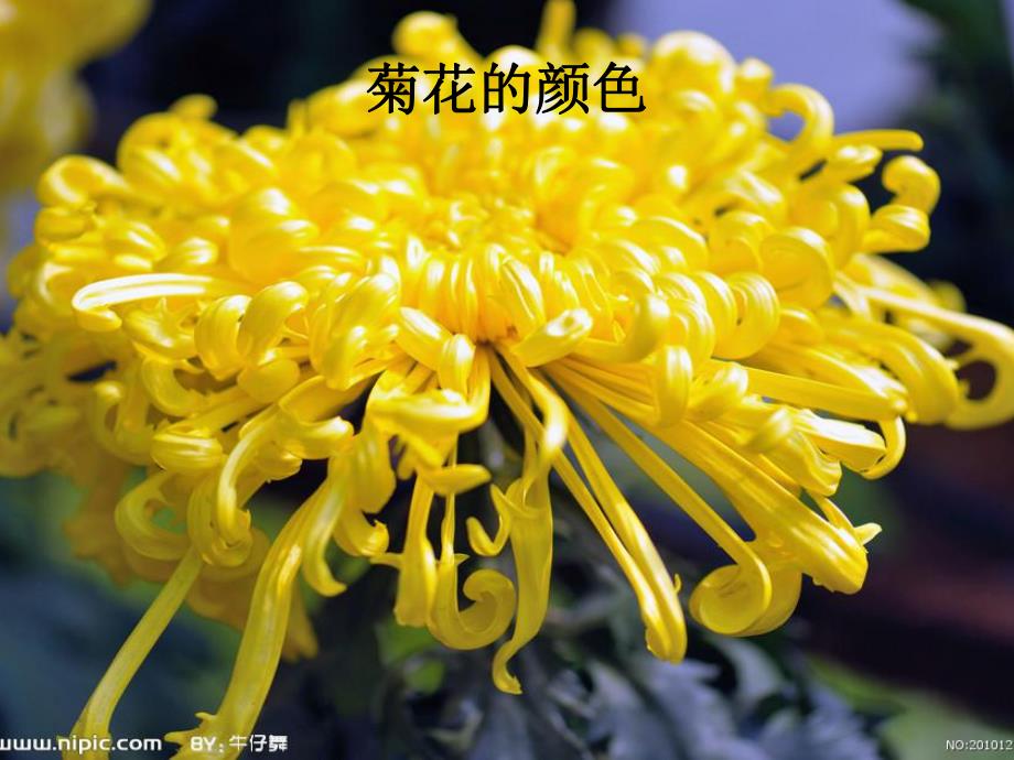 中班《美丽的菊花》PPT课件教案中班美丽的菊花.pptx_第3页