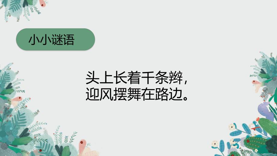 中班《我身边的树》PPT课件教案幼儿园中班《我身边的树》PPT--图文.pptx_第2页