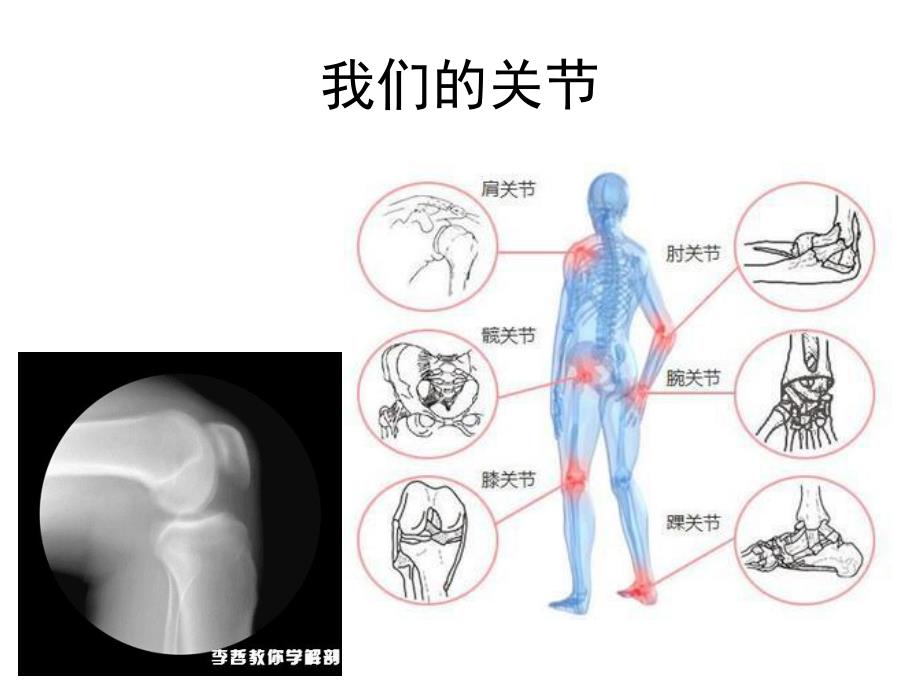 中班健康《动一动扭一扭》PPT课件教案中班健康：动一动.pptx_第3页