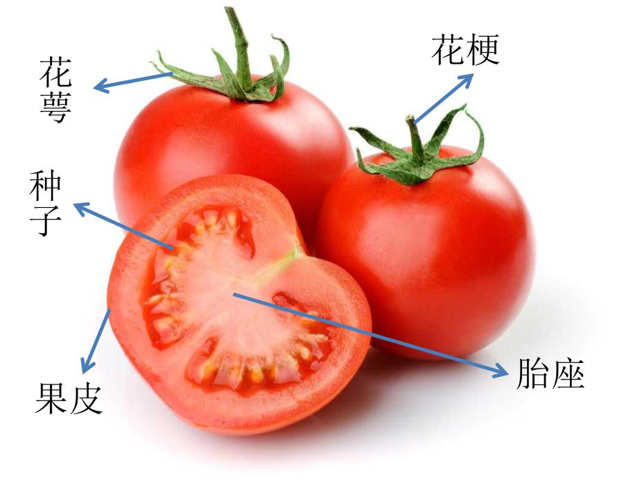 中班健康《认识西红柿》PPT课件教案中班科学活动：认识西红柿.pptx_第2页