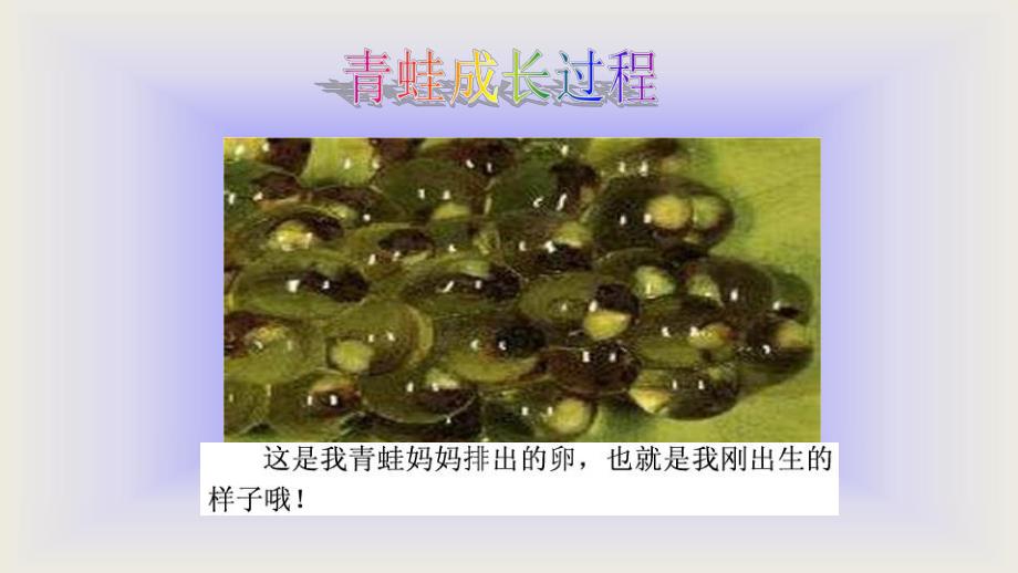 中班科学活动《青蛙的生长过程》PPT课件中班-科学-青蛙的生长过程.pptx_第2页