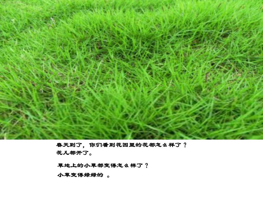 中班科学《青青小草》PPT课件教案中班科学青青小草.pptx_第2页