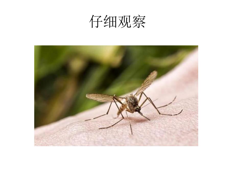 大班安全《防止蚊虫叮咬》PPT课件教案安全：防止蚊虫叮咬.pptx_第3页