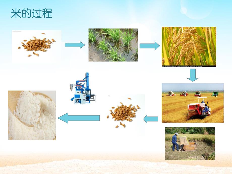 大班科学《各种各样的米》PPT课件教案大大班科学《各种各样的米》.pptx_第3页