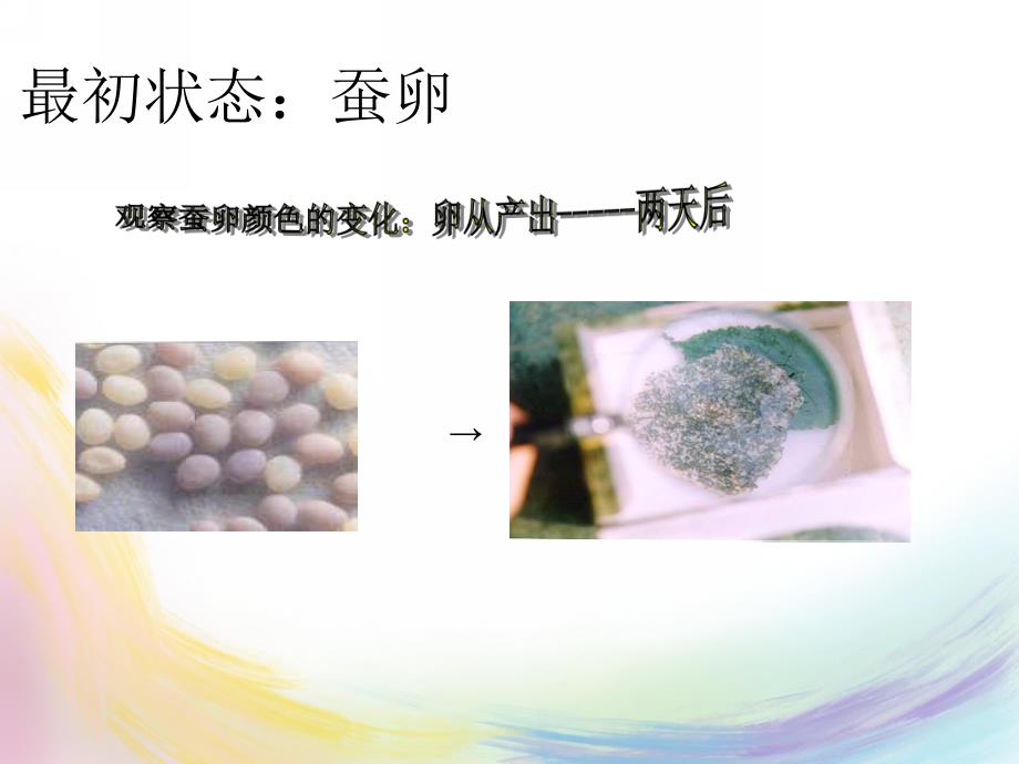 大班科学《蚕宝宝是怎样长大的》PPT课件教案大班科学：蚕宝宝是怎样长大的.pptx_第2页