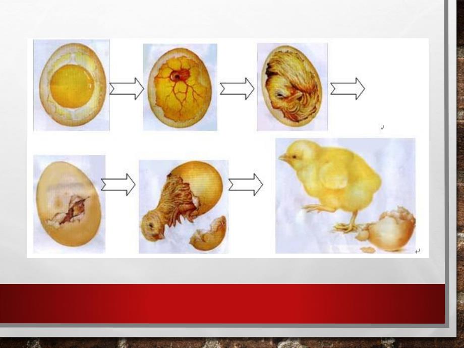 大班科学活动《动物如何生宝宝》PPT课件教案动物如何生宝宝.pptx_第3页