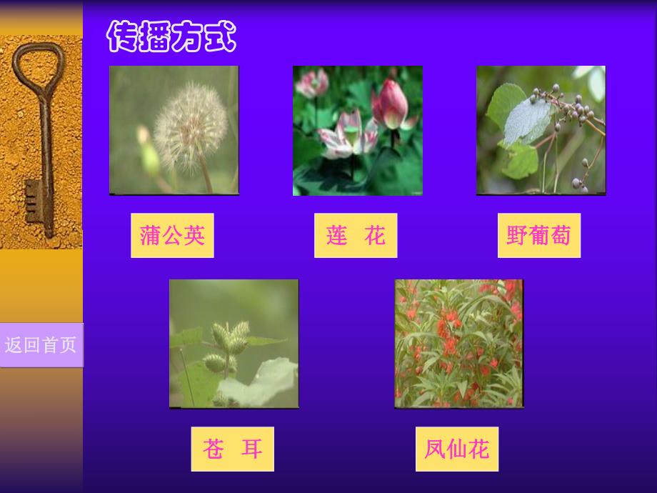 大班科学活动《种子的传播》PPT课件教案大班科学活动：种子的传播.pptx_第3页