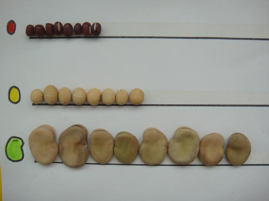 大班数学《豆豆排队》PPT课件教案395a76b5-78b4-4e49-a4d0-.pptx_第2页