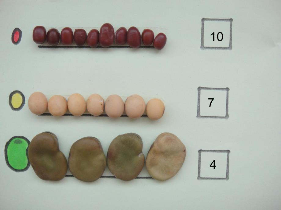 大班数学《豆豆排队》PPT课件教案395a76b5-78b4-4e49-a4d0-.pptx_第3页