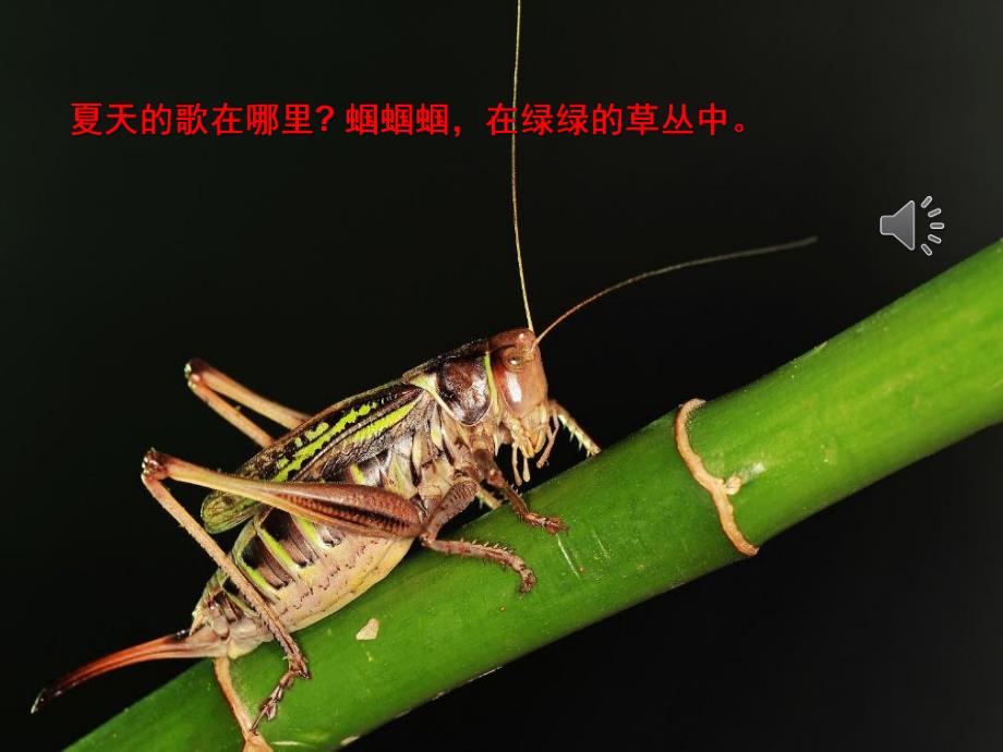 夏天的歌PPT课件教案图片PPT课件.pptx_第3页