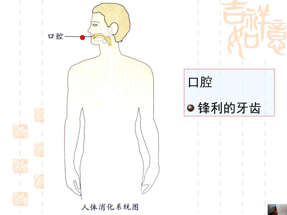 大班健康《保护我的肠胃》PPT课件教案幼儿园大班健康保护我的肠胃.pptx_第2页