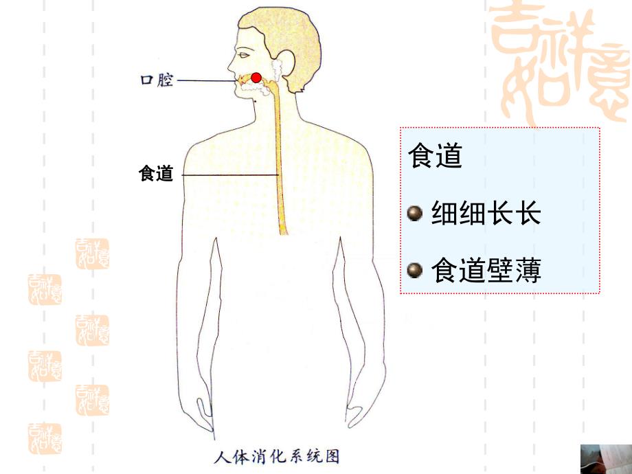 大班健康《保护我的肠胃》PPT课件教案幼儿园大班健康保护我的肠胃.pptx_第3页