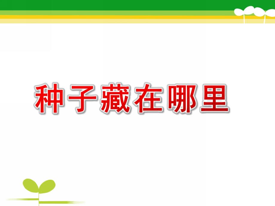 大班科学《种子藏在哪里》PPT课件教案种子藏在哪里.pptx_第1页