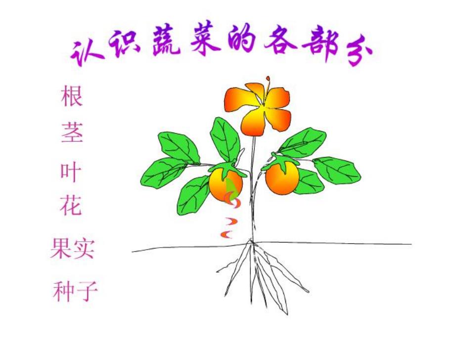 大班科学《吃植物的哪部分》PPT课件幼儿园大班科学《吃植物的哪部分》课件.pptx_第2页