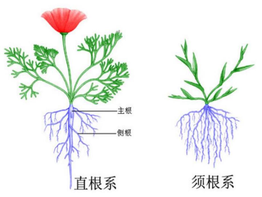 大班科学课件《有趣的根》PPT课件教案根的秘密.pptx_第3页