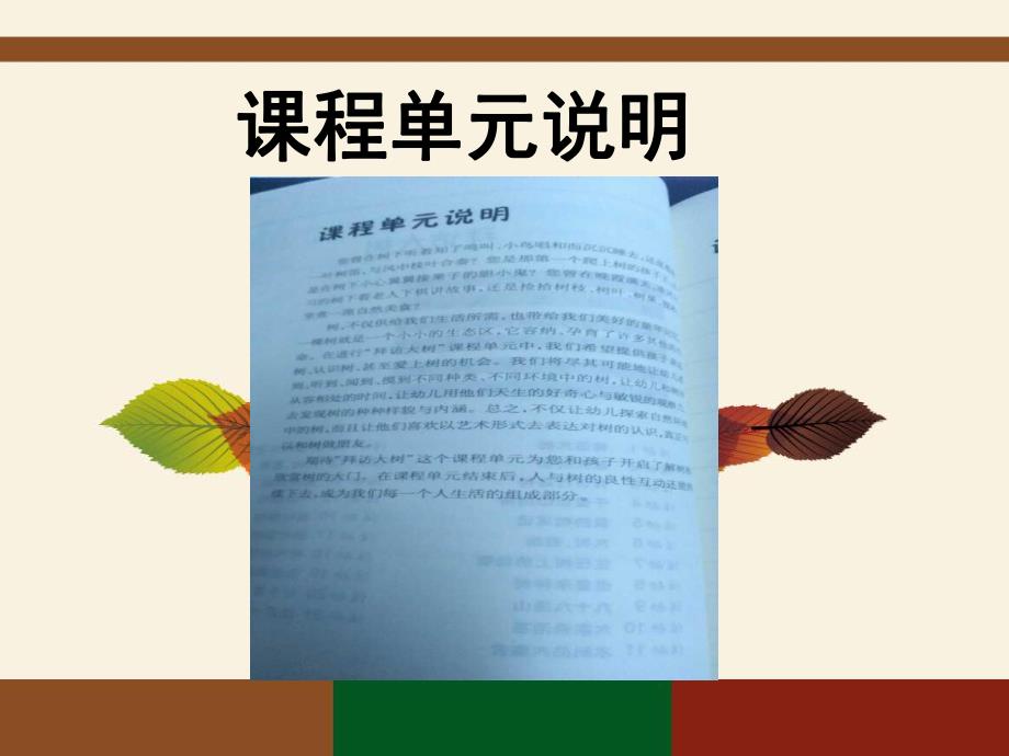 大班主题科学《拜访大树》PPT课件拜访大树.pptx_第3页