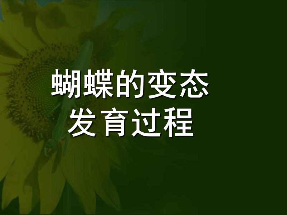 大班科学《蝴蝶的发育过程》PPT课件幼儿园课件蝴蝶的发育过程.pptx_第1页