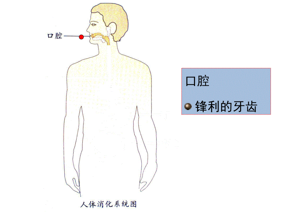 大班健康《保护我的肠胃》PPT课件教案PPT课件.pptx_第3页