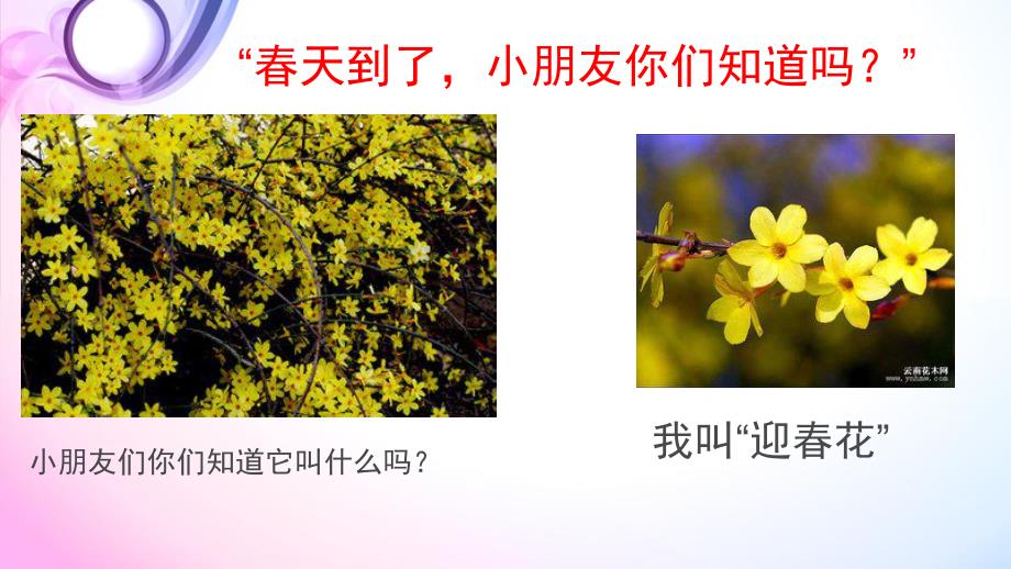 小班《迎春花》PPT课件《迎春花》课件.pptx_第2页