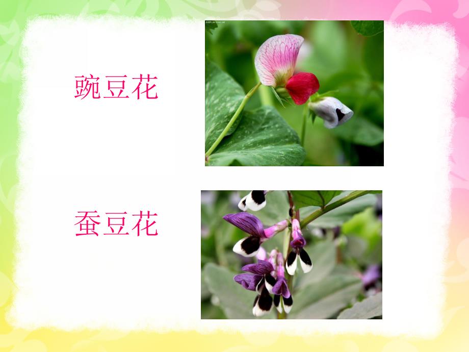 中班语言活动《豌豆蚕豆》PPT课件中班语言活动《豌豆蚕豆》.ppt_第2页