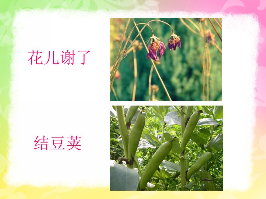 中班语言活动《豌豆蚕豆》PPT课件中班语言活动《豌豆蚕豆》.ppt_第3页