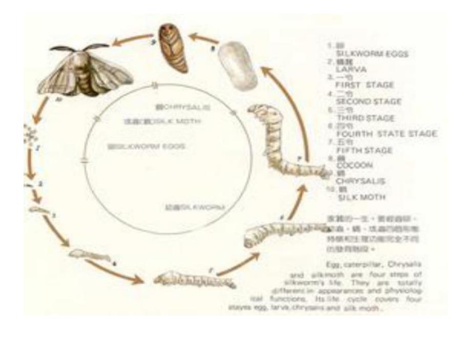 中班科学《蛋宝宝得救了》PPT课件中班科学《蛋宝宝得救了》PPT课件.ppt_第3页