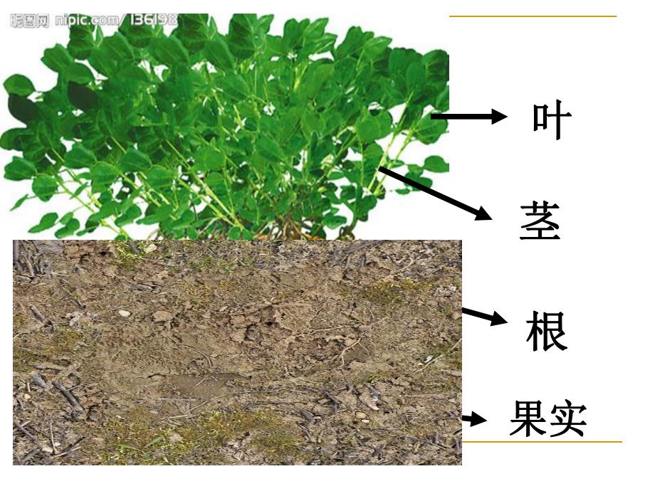 中班科学《好吃的花生》PPT课件教案ppt课件.ppt_第2页