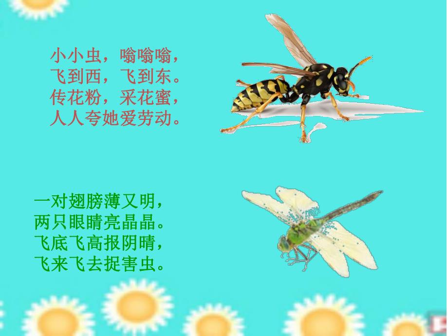 中班科学《昆虫的聚会》PPT课件中班科学《昆虫的聚会》PPT课件.ppt_第3页