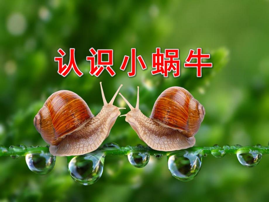 小班科学《认识小蜗牛》PPT课件教案认识小蜗牛.pptx_第1页