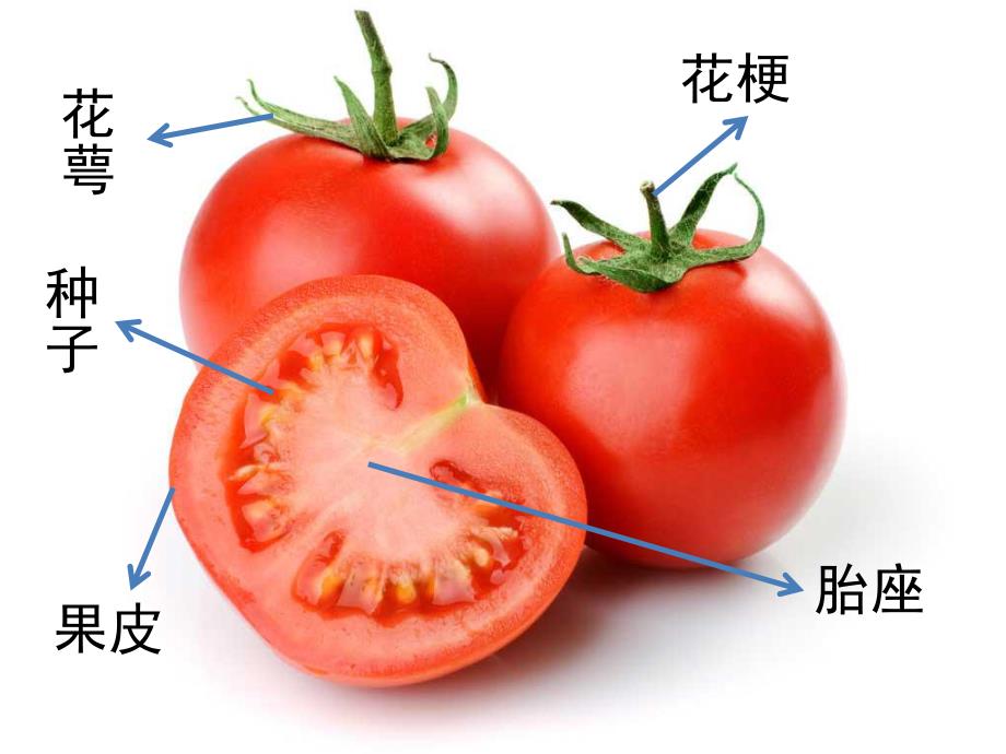 中班健康《认识西红柿》PPT课件教案PPT课件.ppt_第3页