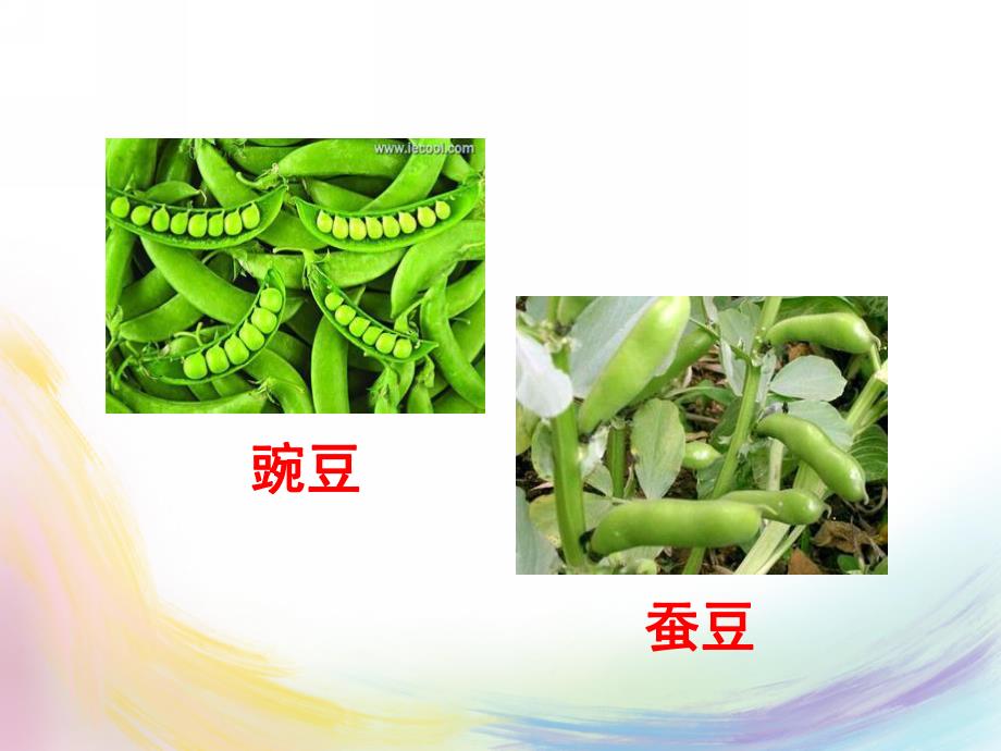 幼儿园儿歌《豌豆和蚕豆》PPT课件儿歌《豌豆和蚕豆》.pptx_第3页