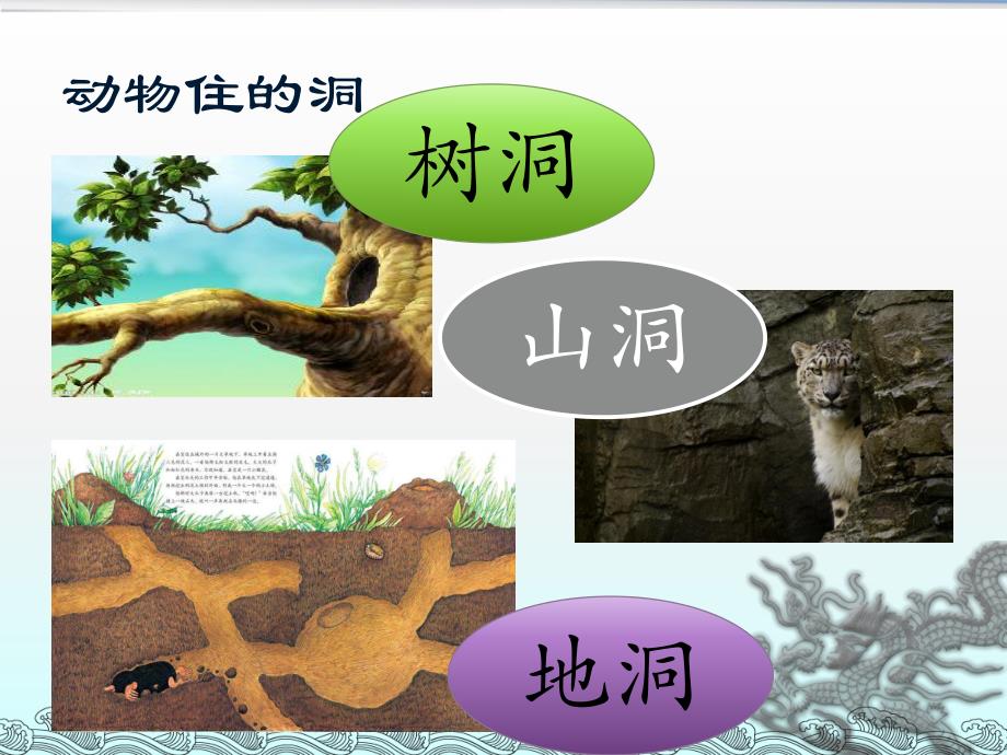 中班科学《住在洞里的动物》PPT课件住在洞里的动物.ppt_第2页