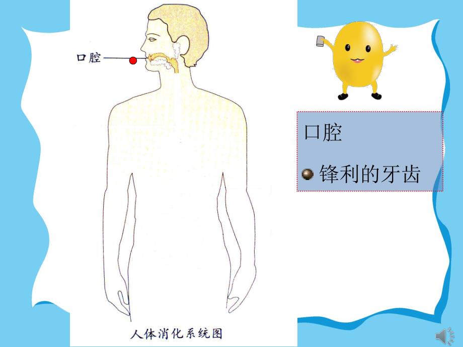 幼儿园消化的秘密PPT课件教案PPT课件.pptx_第3页