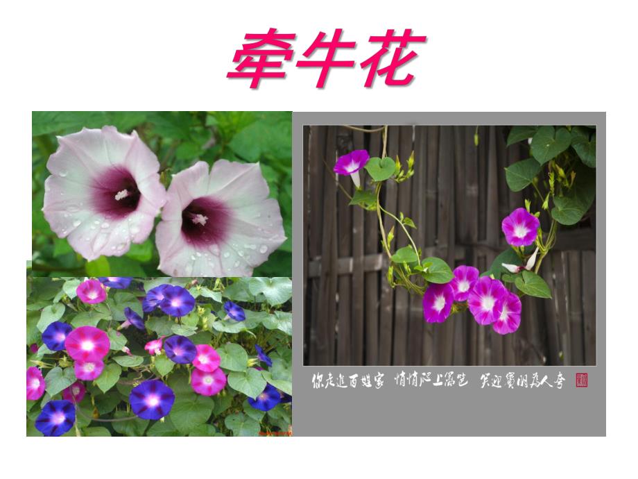 中班语言活动《牵牛花》PPT课件教案中班语言《牵牛花》.ppt_第2页