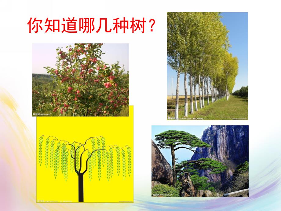 小班科学《认识树木》PPT课件教案认识树木.pptx_第2页