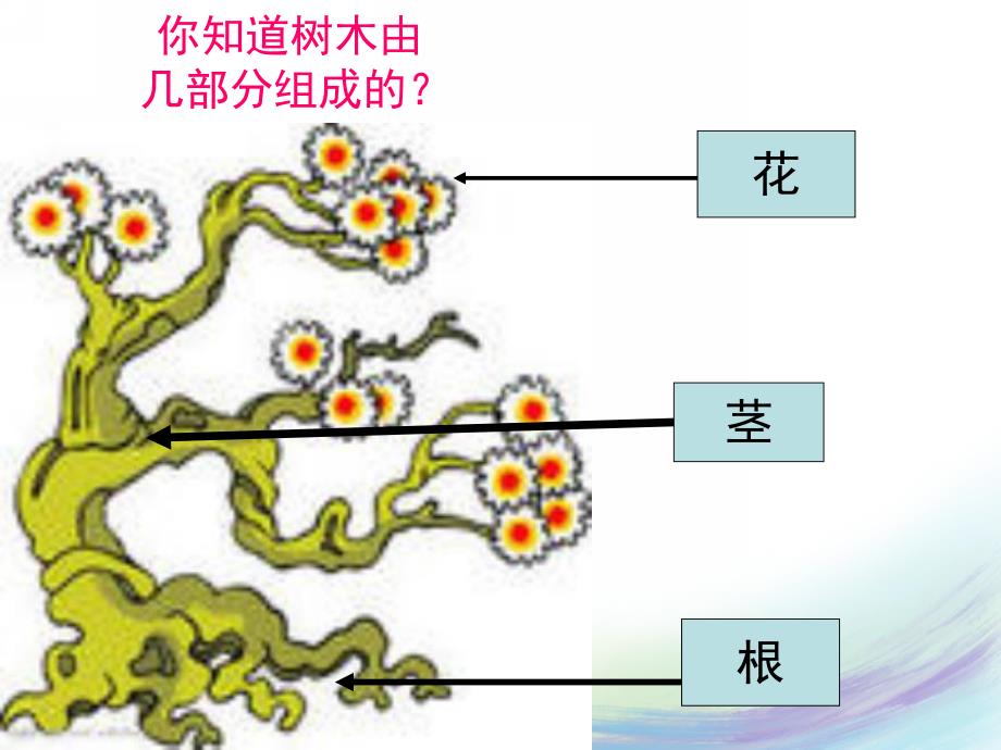 小班科学《认识树木》PPT课件教案认识树木.pptx_第3页