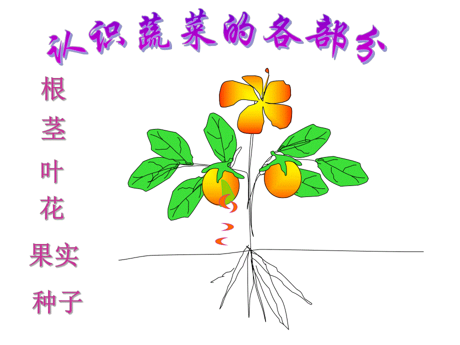 幼儿蔬菜PPT课件幼儿蔬菜.pptx_第3页