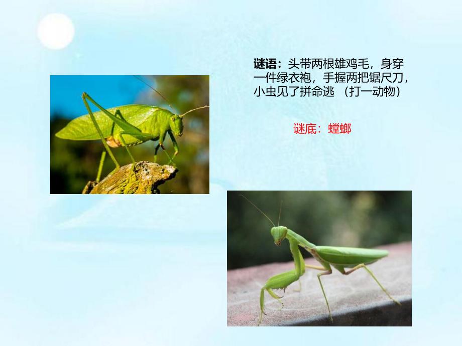 中班科学活动《有趣的昆虫》PPT课件教案音乐PPT课件.ppt_第3页