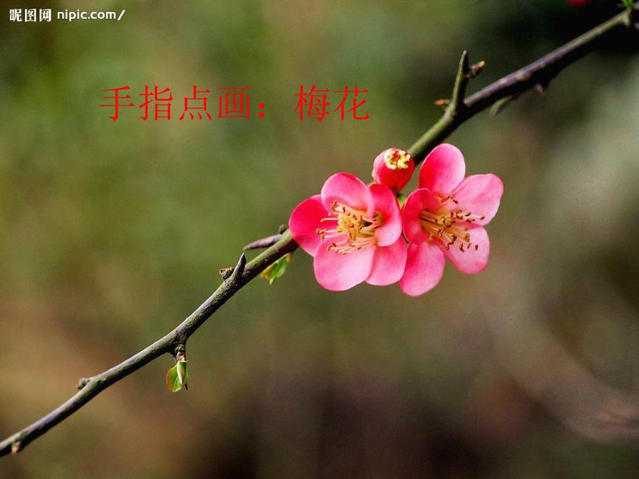 中班绘画活动《(手指点画)梅花》PPT课件中班绘画活动(手指点画)手：梅花.ppt_第2页