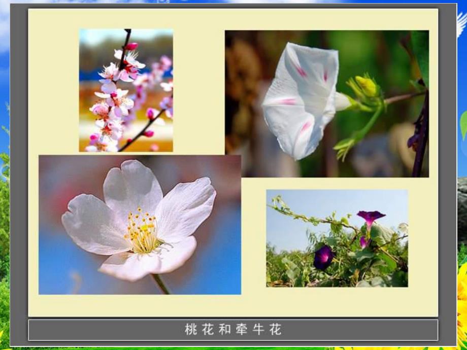 大班美术科学《各种各样的花》PPT课件教案《各种各样的花》.ppt_第3页