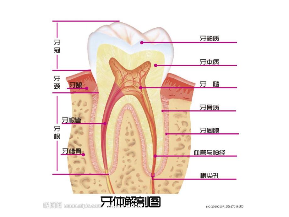 大班健康优质课《换牙庆祝会》PPT课件教案PPT课件.ppt_第2页