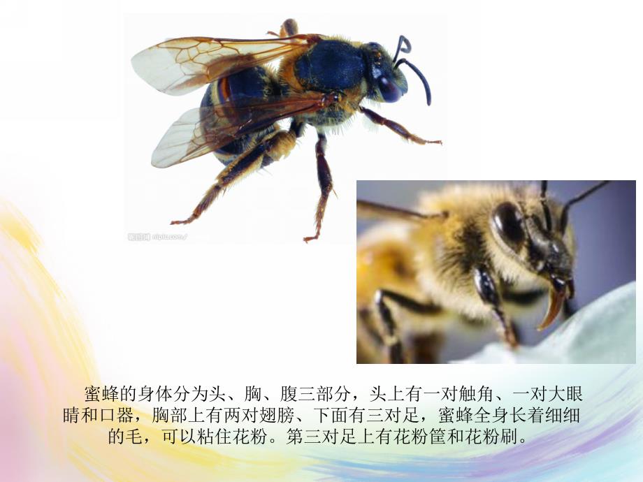 大班科学课件《认识蜜蜂》PPT课件教案认识蜜蜂课件.ppt_第2页