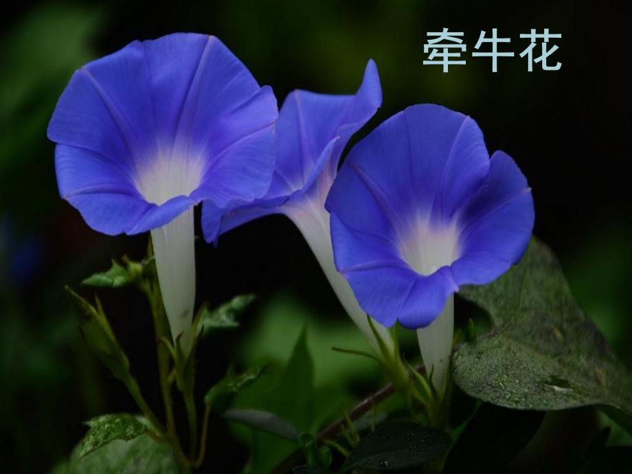 小班语言《牵牛花爬高楼》PPT课件教案牵牛花爬高楼.ppt_第2页