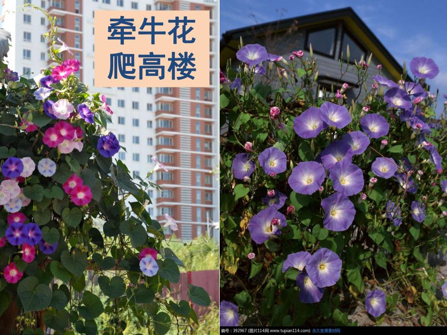 小班语言《牵牛花爬高楼》PPT课件教案牵牛花爬高楼.ppt_第3页