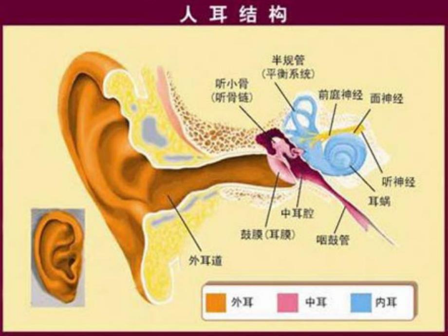 大班健康《爱护耳朵-保护听力》PPT课件教案爱护耳朵-保护听力.ppt_第2页